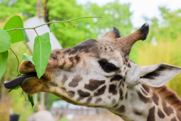Upclose of Masai giraffe eating leaves