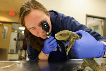 Vet technician looking into skinks eyes during vet checkup