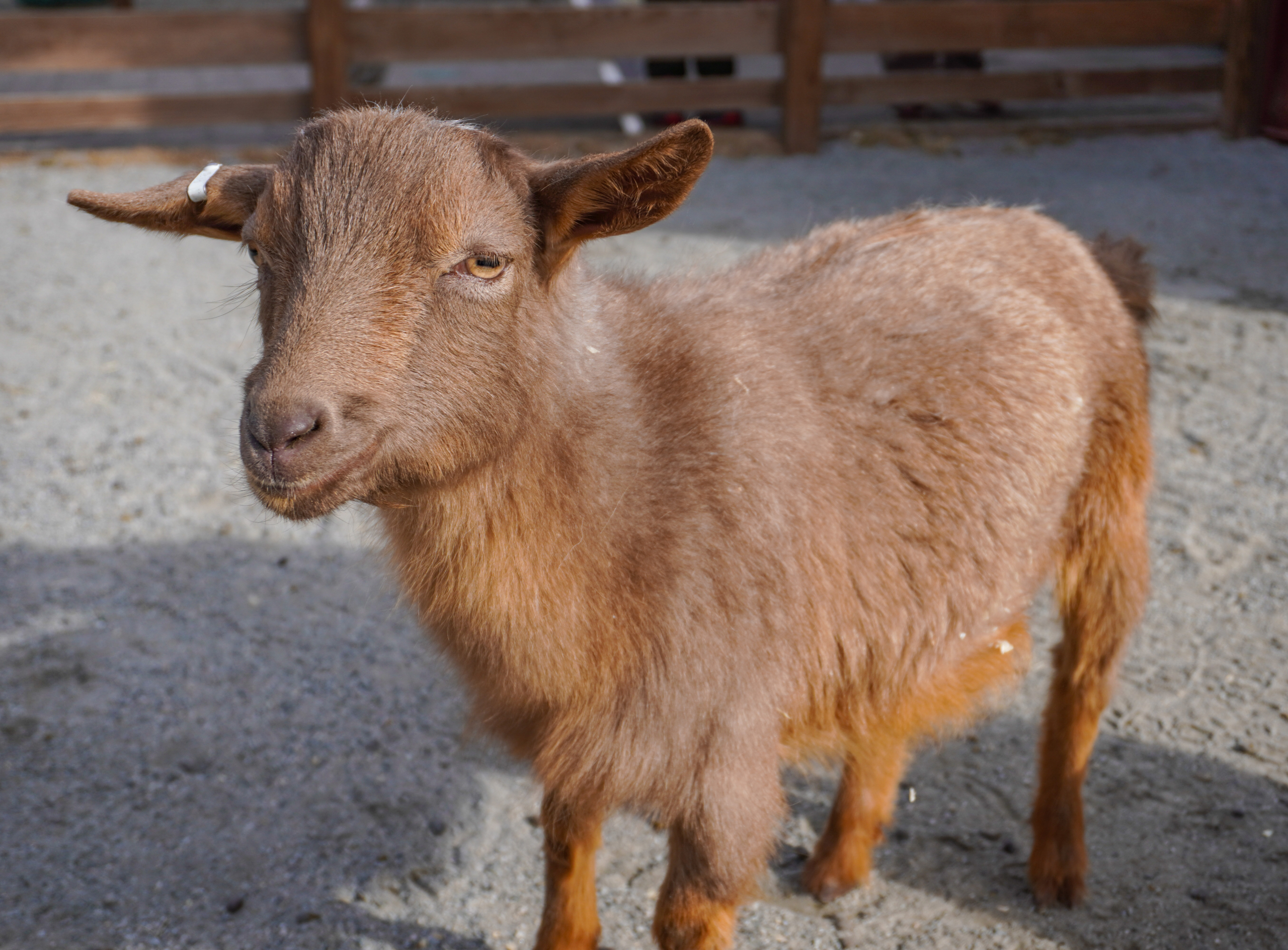 Farmyard Archives - Roger Williams Park Zoo