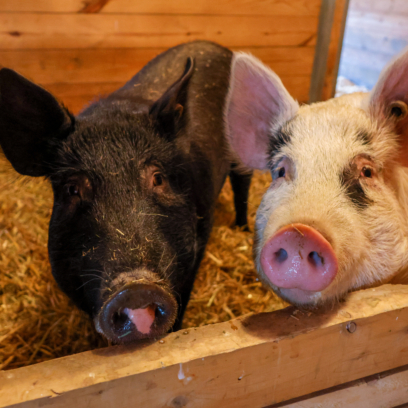 Two Ossabaw Island hogs, one all black in coloring, the other white with dark spots on face.