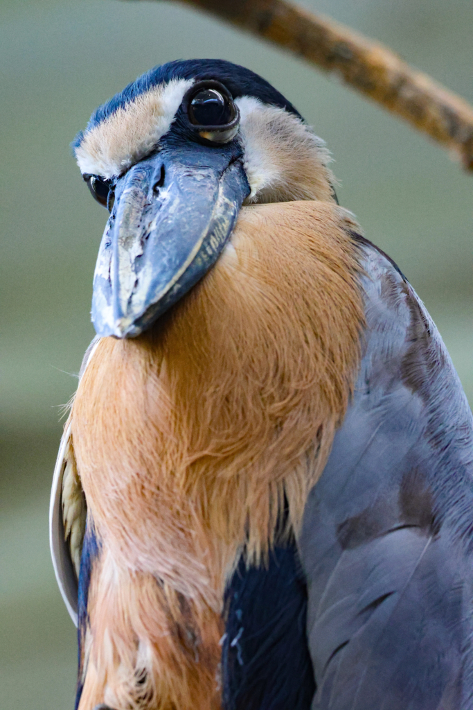 upclose of bird, boat-billed heron