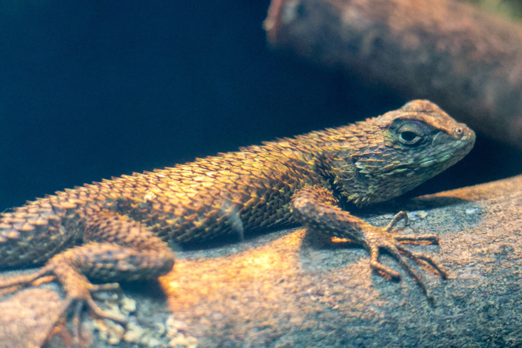 Spiny Headed Tree Lizard - Roger Williams Park Zoo