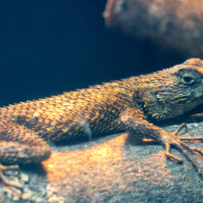 upclose of spiny headed tree lizard sitting on a branch