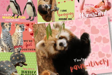 collection of six animal valentine card graphics