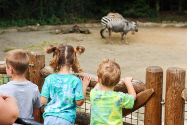 three kids watching zebra and wildebeest
