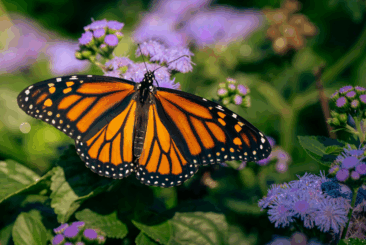 upclose of an orange butterfly on purple flowers