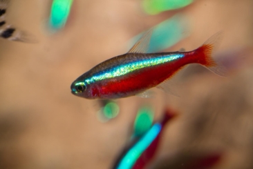 upclose of tetra fish