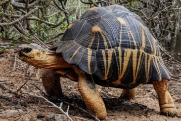 upclose of a radiated tortoise