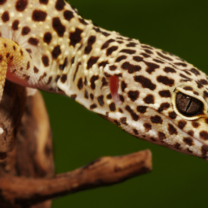 Photo of a leopard gecko with a green background
