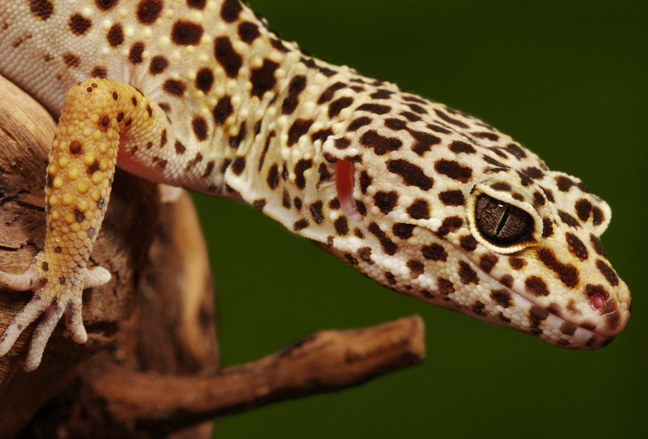 Photo of a leopard gecko with a green background