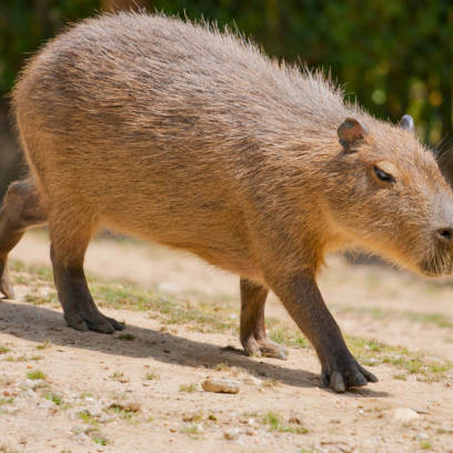 full body image of capybara