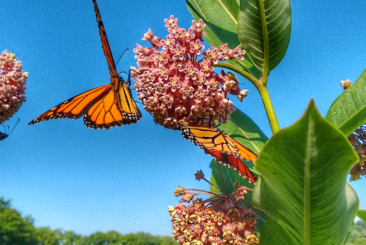 Milkeweed and Monarch butterfly in rural meadow on sunny day under blue skies