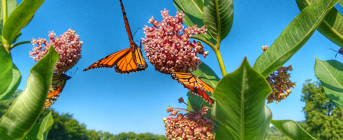 Milkeweed and Monarch butterfly in rural meadow on sunny day under blue skies