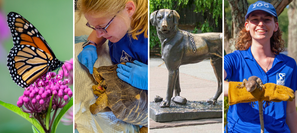 collage of four photos: butterfly, vet with tortoise, sentinel dog statue, staff with lizard