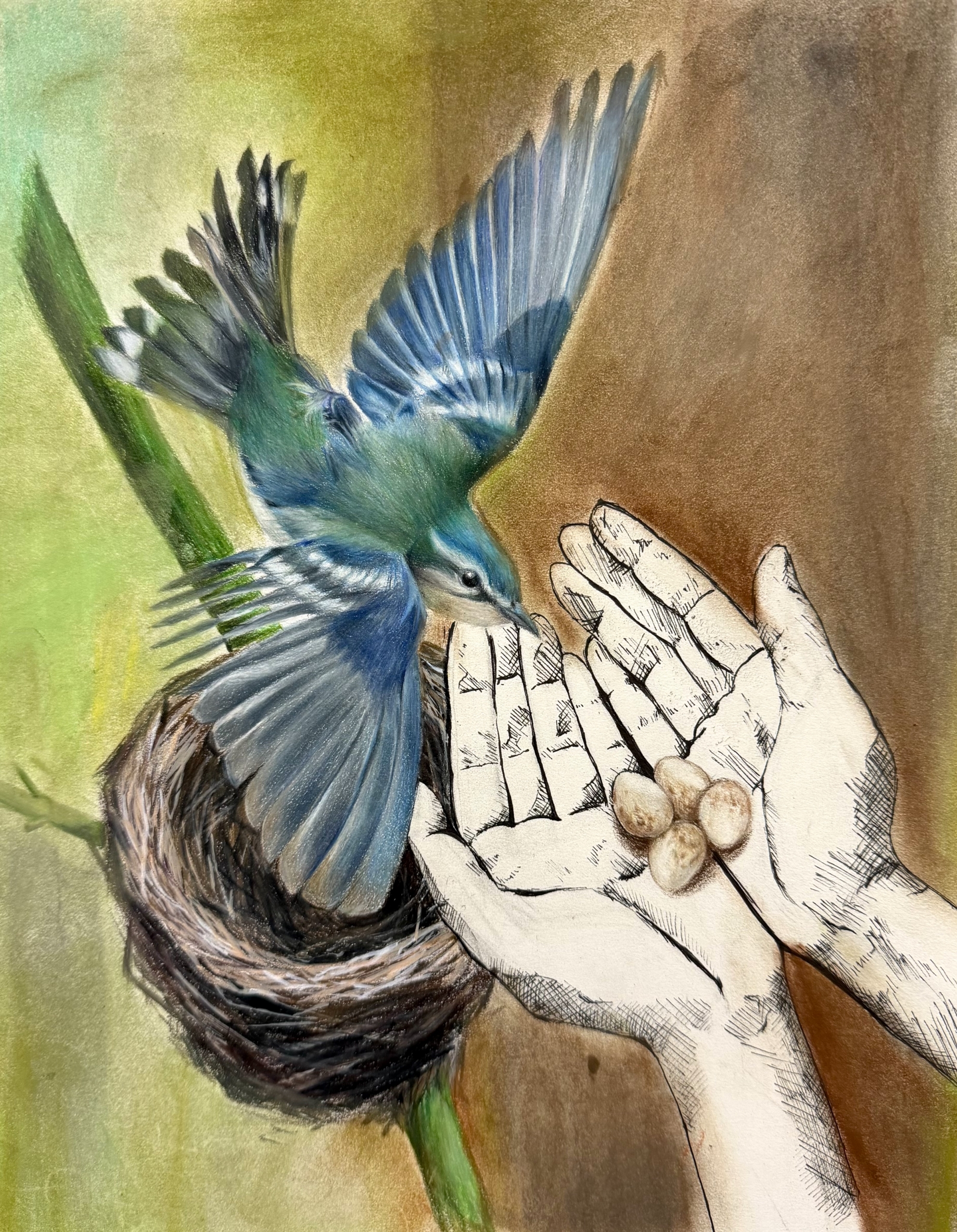 Andrea Zhang_Cerulean-Warbler
