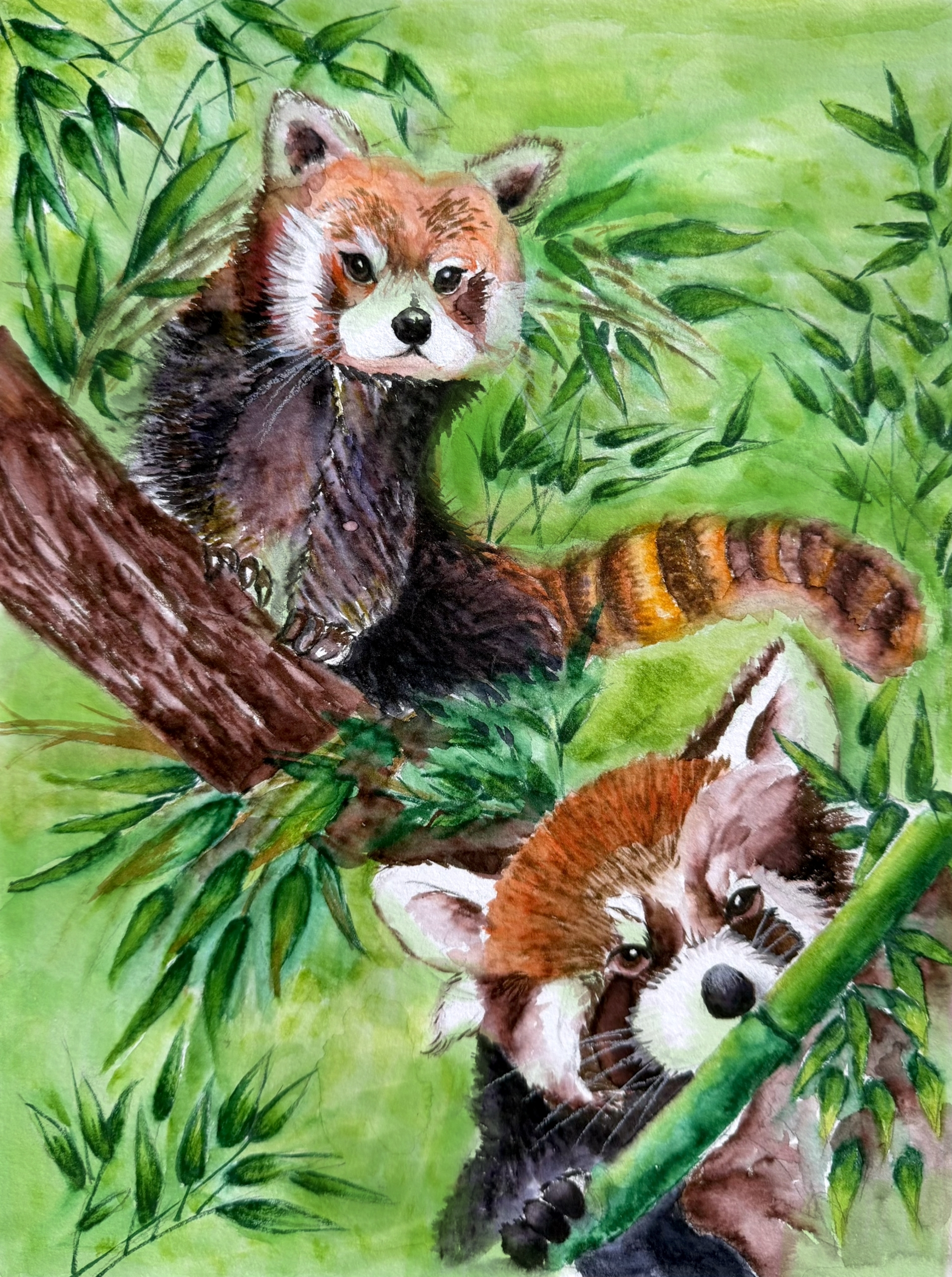 Zihe Liu_red panda