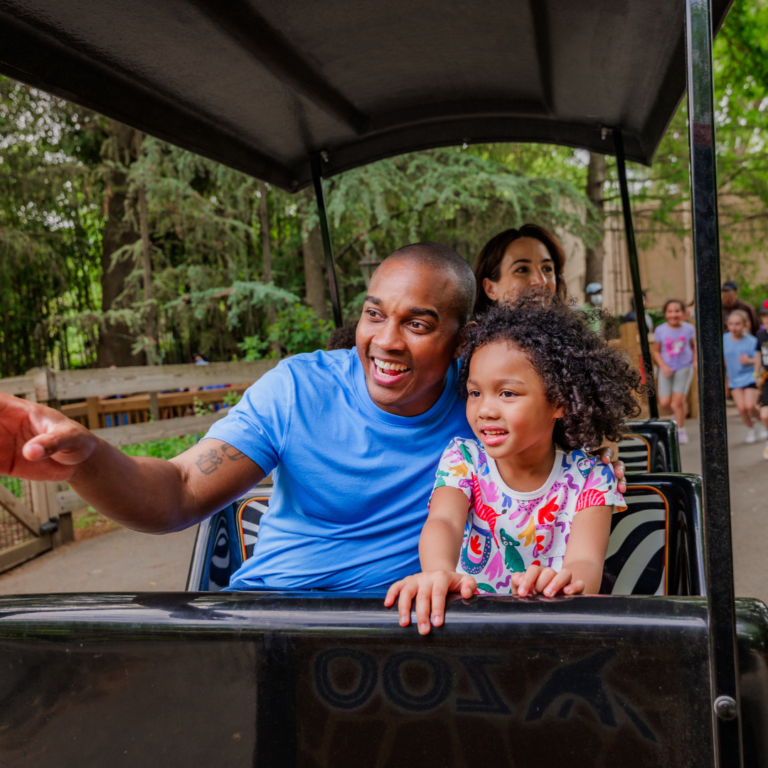family riding Zoo's train ride pointing at animals
