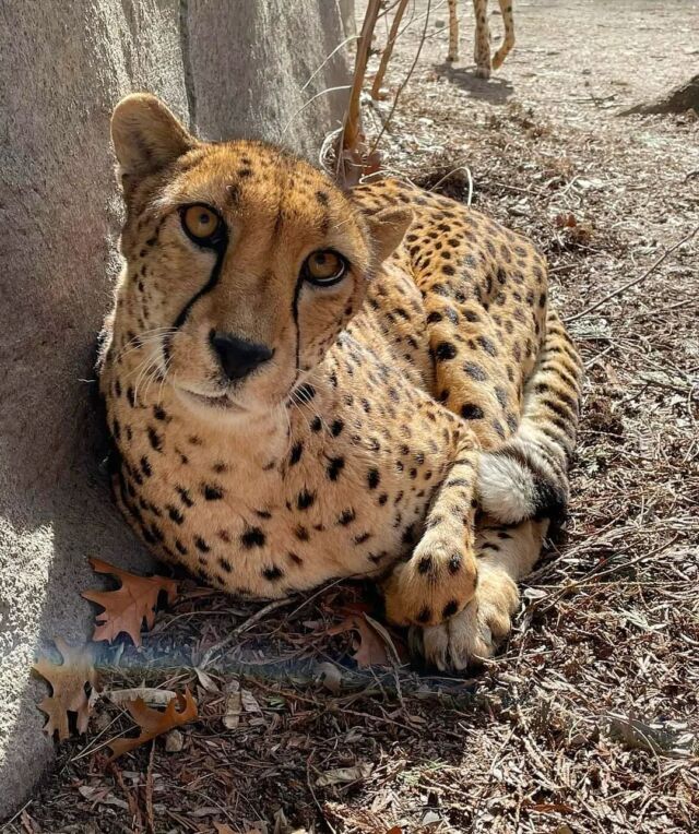 It's all about the catitude 😼 

#Didyouknow, the dark tear mark below a cheetah’s eye, called a malar stripe, absorbs the sunlight to keep the glare of the sun out of its eyes. 
.
📸: Keeper Laura
.
.
#caturday #cat #catstagram #cheetah #bigcats #saturdayvibes #catsofig #rwpzoo