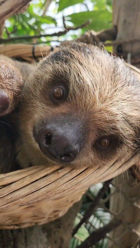 We'll be spending #slothSunday, watching this cutie munch down on leaf-eater biscuits. For being called slow, Beany sure does eat fast!
.
.
.
#sloths #slothlife #slothlove #slothsquad #slothsofinstagram #sundayvibes #cuteanimals #rwpzoo
