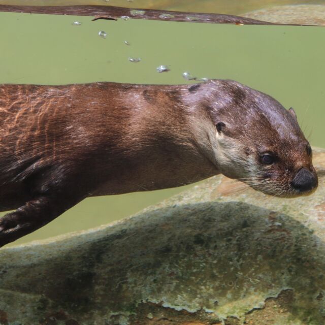 In otter news… Party for the Planet with us on April 1! 🌎💚 Enjoy onsite activities, live music, costumed characters, and meet local organizations making a difference in the community. This event is made possible with support from Providence Parks.

P.S. the first Saturday of every month RWPZoo is FREE to residents of the City of Providence.
.
.
.
#otter #otterstagram #rhodeisland #providence #partyfortheplanet #401love #ottercute #protectourplanet #rwpzoo