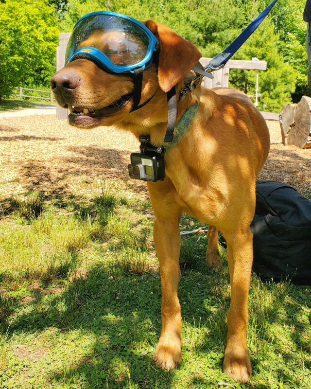 We couldn't let #nationalpuppyday go by without a shoutout to this amazing pup, Newt!  This fox red Labrador retriever used his incredible snout last summer to help us check on some of our local turtle populations of conservation concern. This project collected invaluable data about our local turtle friends, such as movements and habitat use. 

And special shoutout to Newt's mom, Dr. Kris Hoffman for letting us work with him!
.
.
.
#dogs #dogstagram #pup #pupsofinstagram #dogoftheday #conservation #doggram #rwpzoo