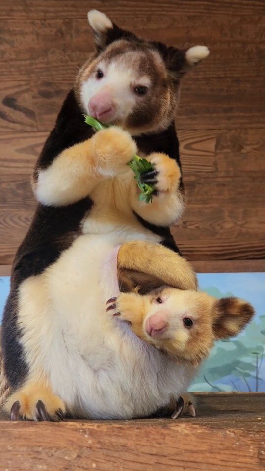 What do you call a lazy baby tree kangaroo? 

A POUCH Potato! 

Tree kangaroo joey's typically leave the pouch permanently at around 10 months old. Even then, they will continue to nurse. At nearly 10 months old, Paia still loves to hang out in mom Keweng's pouch and take a nice nap. 
.
.
.
#babyanimals #treekangaroo #zooborns #matschiestreekangaroo #cutnessoverload #asmr #rwpzoo