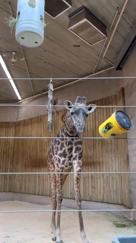 Branch Manager Cora reporting for duty! 🦒 

Enrichment programs keep our animals moving, engaged, and provide mental and physical stimulation. This lady did not want to share her new stick with her friend, Providence.
.
📸: Keeper JV
.
.
#animalsareawesome #giraffe #giraffelove #animalenrichment #sillyanimals #rwpzoo