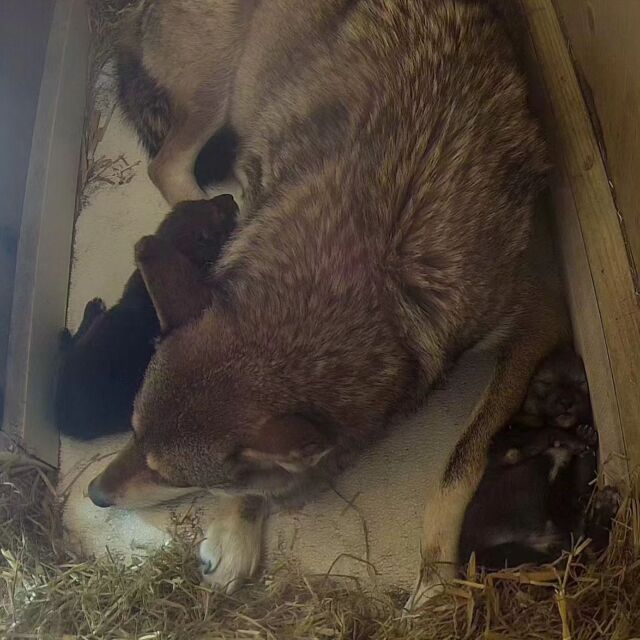 We are ecstatic to announce the birth of two red wolf pups! ❤️ Born on April 29, they are the second litter for our endangered red wolf parents, Brave and Diego, and newest siblings to Saluda. 

Animal care staff and the veterinary team continue to monitor mom and her pups using an infrared camera located inside the wolves’ birthing den. While the pups have been observed nursing and appear to steadily gain weight, the next month is a critical time for the pups’ development. 

While dad Diego and older sister Saluda, may be visible in their habitat, the pups and mother will continue to spend a majority of their time in their den, though they have taken their first steps outside this past weekend. Guests may catch a glimpse of the pups as they continue to venture outside of the den. 

As of February 2023, there were approximately 235 red wolves in 49 Red Wolf SAFE facilities across the country. The birth of these pups is critical for the survival of this critically endangered species. The Red Wolf SAFE program’s goal is to support conservation efforts for this species by maintaining a healthy and viable population of red wolves under human care, growing education and awareness efforts, and aiding research vital to supporting recovery and management.
.
.
.
#redwolf #wolf #pups #zooborns #babyanimals #toocute #endangeredspecies #wolflove #weareAZA #conservation #rwpzoo