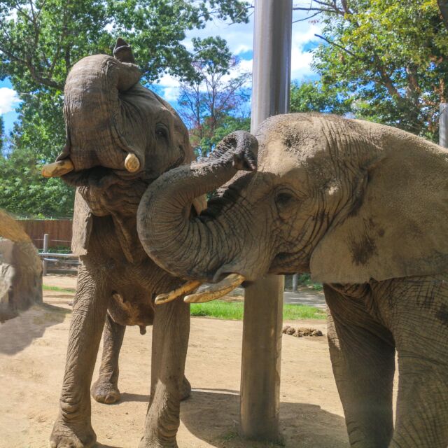 We're incredibly honored to share that your RWPZoo has been named one of the “Best Zoos in the US” by U.S. News! ❤

U.S. News spotlights zoos focused on education, conservation efforts and research, and eco-conscious practices. All the destinations receive favorable traveler reviews on multiple websites, are accredited by the Association of Zoos & Aquariums and have been evaluated by experienced veterinarians and animal care specialists. We are thrilled to be chosen for this exclusive list of top zoo attractions in the country.
.
.
.
#thankyouforthelove #wecouldntdoitwithoutyou #rhodeisland #401love #providence #rhodeislandlife #wildlife #conservation #rwpzoo