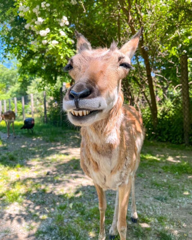 Nothing beats a big toothy smile. 😁 Kitty the pronghorn, was all smiles after looking at her reflection during some fun mirror enrichment.

Mirrors, a commonly used enrichment item, allow animals to stimulate social behaviors and observe their environment and themselves. All of our animals get daily enrichment to encourage natural behaviors and instincts.
.
📸: Keeper Brianna
.
.
#smile #fridayfeels #happyday #pronghorn #wildlife #animalenrichment #zoolife #weareAZA #toocuteforwords #rwpzoo