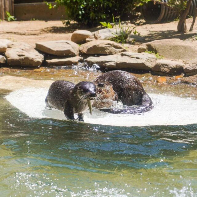 Happy World Otter Day! 🦦
To celebrate, we wanted to share why otters, like siblings Flash and Roscoe, our North American River Otters are WANTED in nature.

Otters have particular adaptations that help them survive both in and out of water- sleek fur coats, webbed feet, and a third eyelid that aids them in seeing underwater. However, these adaptations do not help them fight pollution. Otters cannot thrive in heavily polluted waters due to how it affects their sources of food and shelter- therefore, when we see them in an ecosystem, we can conclude that the ecosystem is healthy and flourishing.
.
.
.
#riverotter #worldotterday #wod2023 #otters #otterlife #ottergram #wildlifematters #environment #protectwildlife #rwpzoo