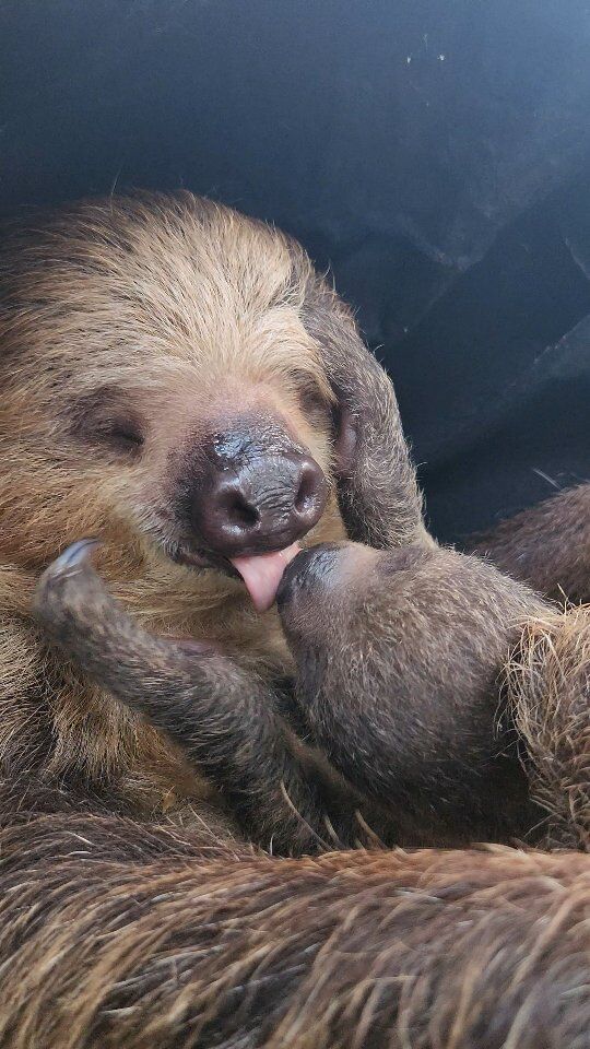 Baby sloth kisses 😍 Our sweet baby Jeffrey and mom Fiona will make your heart explode!
.
.
.
#babysloth #slothlife #slothlove #sloth #slothsofinstagram #zooborns #slothbaby #toocuteforwords #sosweet #rwpzoo