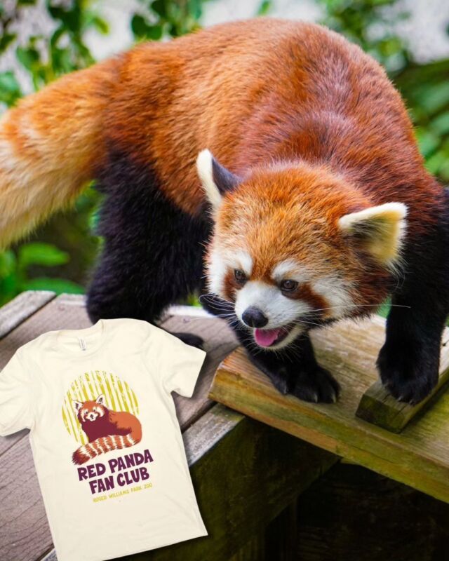 Raise your paws if you're a red panda fan! ❤️ Happy Red Panda Day to these pawsitively adorable, bamboo loving mammals. 

Join the club! Get your limited edition Red Panda Fan Club t-shirt exclusively at @frogandtoadstore. These tees are available thru September 30th only! bit.ly/redpandatshirt
.
.
.
#redpanda #redpandafanclub #redpandasofinstagram #redpandalove #conservation #savingspecies #redpandaday #redpandanation #rwpzoo