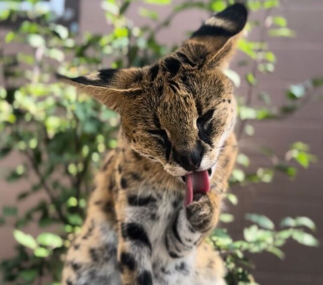 Meet Velma the serval! 👋🏼 Read along for her story: 

Velma is an African serval, a medium-sized feline native across sub-saharan African. 

Velma recently came to the Zoo after the emergency relocation of more than 75 felines from a distressed private breeding facility in California. 

Servals are a part of the Zoo's 20-year plan, however, Velma arrived earlier than anticipated. With capital projects already allocated in the budget for the year, the Zoo decided to raise emergency funds to build her home.

We have been fundraising for Velma over the last several months and we are so close to our goal to get her permanent home built before the winter!

If you wish to donate and become a part of Velma’s village, please see the Velma’s Village Donations link in our bio. 

Your commitment to support the unexpected needs of animals, like Velma, is instrumental in our mission of conserving wildlife and wild places. Please consider making a gift and helping to build this beautiful feline a new place to call home.
•
•
•
#serval #africanserval #servalsofinstagram #felinefriends #fundraiser #rwpzoo