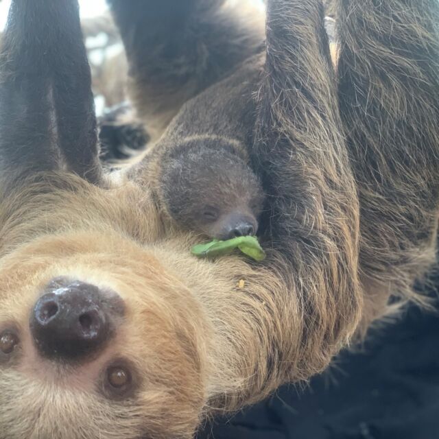 Cuteness alert: please romaine calm!🥬

Thanks to our friends at @roguelettucema for donating lettuce to our animal friends.
.
.
.
#lettuce #eatyourgreens #animals #wildlife #animalenrichment #animalcare #cuteanimals #sloth #babyanimals #rwpzoo