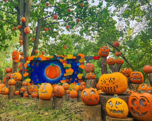 🎃🍁👻 It's the most spooktacular time of the year! Happy first day of fall, friends.
.
.
.
#jackolanternspectacular #jackolantern #pumpkins #pumpkinseason #fallvibes #firstdayoffall #halloween #fallinnewengland #fallseason #pumpkincarving #rwpzoo