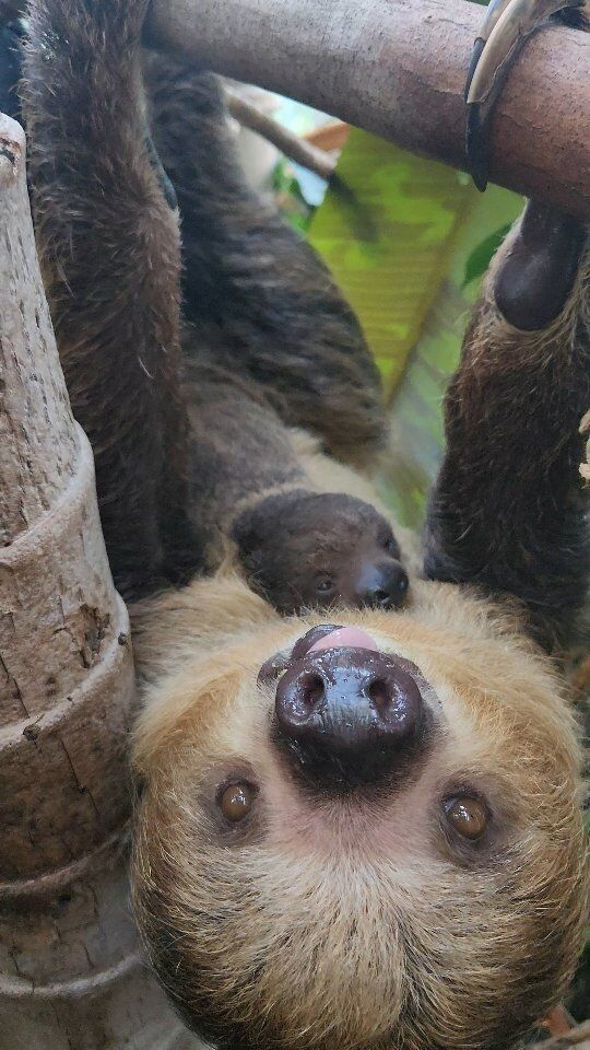 Jeffrey is two-months old today! We love this baby sloth slow much and we hope you do too. ❤️

Our little one continues to stick close to mom Fiona, but already loves to explore new foods and practice hanging upside down on his own.
.
.
.
#sloth #babysloth #slothbaby #slothlove #slothlife #babyanimals #zooborns #toocuteforwords #wildlife  #rwpzoo