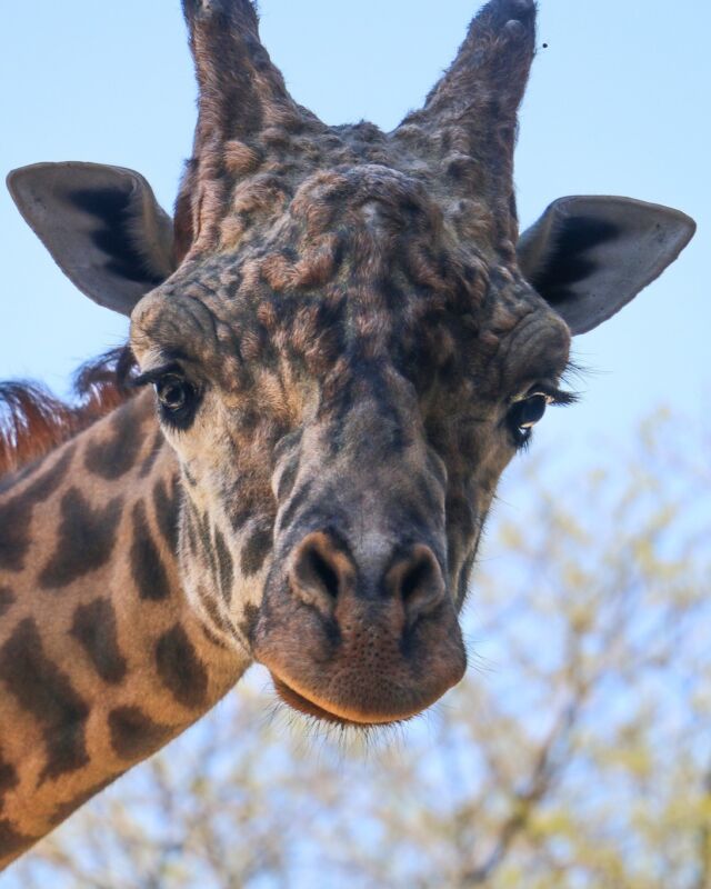 Your RWPZoo family is heartbroken to share the passing of Jaffa, our male Masai giraffe. Jaffa was an incredible ambassador to his species and a beloved member of our giraffe herd since his birth here in 2010. 

In June, Jaffa underwent an intensive procedure to care for his chronic hoof issues. Zoo staff worked collaboratively with veterinary staff and experts from Columbus Zoo, Omaha Zoo, Zoo New England, Tufts University, and the Zoo Hoofstock Trim Program.

He had been recovering well from the initial foot trim procedure but experienced a setback resulting in the need for additional medical evaluation. The Zoo brought back a team of specialists to give Jaffa the best chance at recovery. Jaffa was treated with antibiotics and custom-made shoes while his arthritis was treated with stem cells, a new, cutting-edge therapy available for some animals.

After suffering a fall that resulted in his inability to stand, our teams made the very difficult decision to humanely euthanize Jaffa. He was surrounded by those who loved and cared for him. 

We know this loss will be felt by many who loved him, especially Jaffa’s dedicated caregivers. Please keep them in your thoughts on this very difficult day. If you have remembrances of Jaffa that you would like to share, please post your photos and thoughts here so that our Zoo family may see your kind words and remembrances. 

❤ This handsome, gentle prince will be greatly missed. #foreverinourhearts