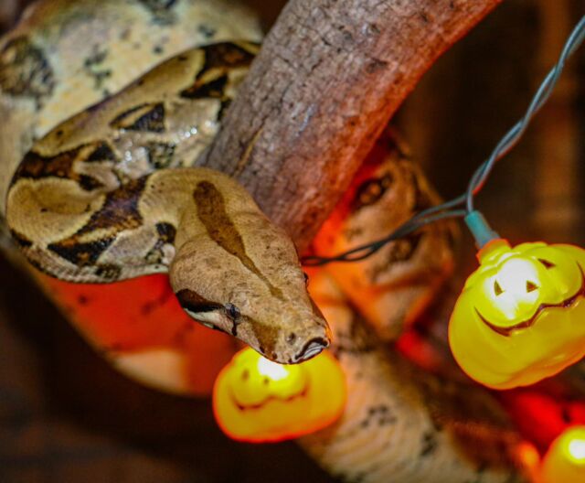 Happy October!🎃 Our spooktacular serpents are getting into the spirit of Halloween. 

Snakes are one of the most misunderstood species in the animal kingdom. While they may not be warm and fuzzy, they are beautifully unique animals with an important role in the web of life. 

Snakes are shy creatures with a wide variety of skills and adaptations that help them thrive in their environments.
.
.
.
#October #halloweenlife #snakes #halloweenfun #socuteitsscary #october1st #snakesofinstagram #halloweentime #animallove #snakelove #rwpzoo