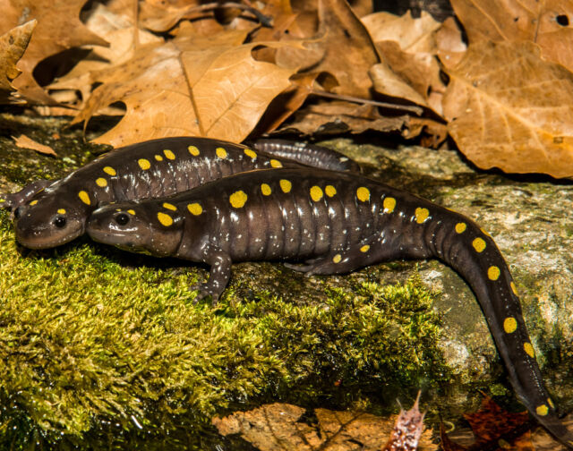 Happy World Habitat Day! 🍂🌿

We, just like our local salamander friends, depend on our surroundings. Amphibians, like frogs, toads and salamanders are indicator species, and if we improve and conserve wild habitats, we can help nature flourish!

You too, can improve habitats in your own outdoor spaces! Autumn is an important time of year for much of our native wildlife and there is plenty we can do to support them.

One easy way is to leave the leaves for local wildlife! Leaves, branches, and trimmings support biodiversity by creating shelter, food, and space for many species. 
Leaving large piles of leaves provides a wonderful spot for insects, reptiles, and amphibians to hibernate in! 
.
.
.
#worldhabitatday #amphibians #autumn #leaveyourleaves #wildlife #nature #protectspecies #salamander #backyardwildlife #rwpzoo