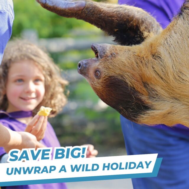 Tis the season to give the gift of wild adventures! 🎁 Use code CYBER23 to GET $10 OFF any Zoo membership level! 🎄 Plus, receive TWO FREE ZOO PASSES to share the joy with your loved ones. 

With a zoo membership, you'll enjoy unlimited visits all year long, discounts on special events, and more! 

This offer is only valid through midnight on Monday, November 27 - don't miss out! bit.ly/rwpzoo_member