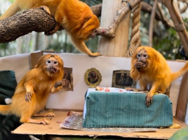 How we are all going to be stuffing our faces tomorrow!😆 Our Golden Lion Tamarins and Hyacinth Macaws had an early Friendsgiving in the rainforest! 

They enjoyed this fun and delicious enrichment in their dining room thanks to keepers Jillian and Jen H! 

We hope you all enjoy this holiday filled with family, friends, and food! ❤️🦃🥧🍽️

#happythanksgiving #holidayfun #goldenliontamarin #animalenrichment #rwpzoo #friendsgiving