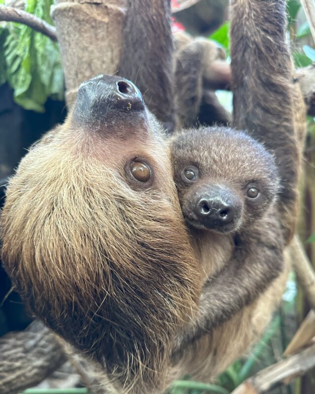 Sloth love is the best kind of love! 🦥❤️ While you can't adopt this cute duo, you can symbolically adopt a sloth (or other favorite Zoo friend) and help us continue to provide them with the love and care they deserve.

Plus, for a limited time, you'll also receive TWO FREE ZOO PASSES! 🎁 This offer ends Monday, November 27 at midnight - Adopt today! bit.ly/rwpzoo_adopt
.
.
.
#slothlove #sloths #babysloth #slothlife #babyanimals #cuteanimals #rhodeisland #adopt #animallove #rwpzoo