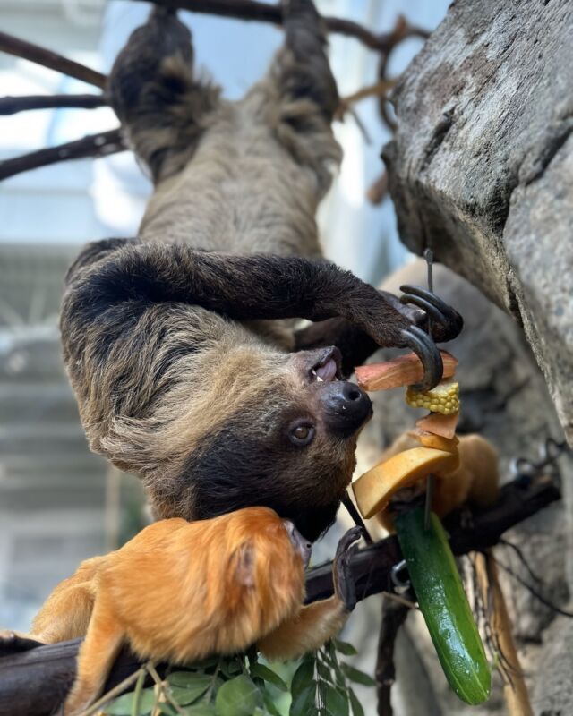 Veggies: sloth-nutritious, golden lion tamarin-approved. ☑️😋

Our curious golden lion tamarin family gives the thumbs up to Westley’s dinner feast of fresh veggies. 🥕🥦👍
.
.
.
#slothlife #veggielife #sloths #goldenliontamarin #animals #cuteanimals #dinnertime #rwpzoo