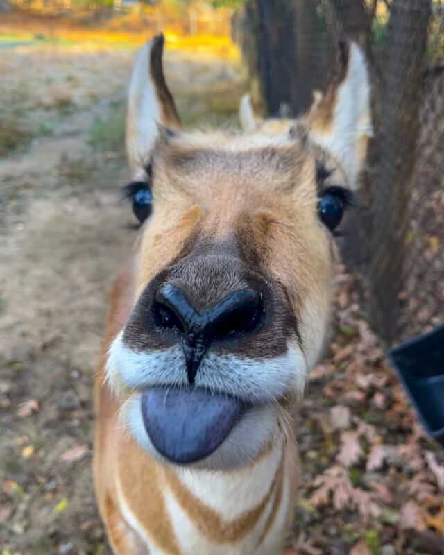 After all that turkey and stuffing, we're all feeling a little bleppy today. 😜

We hope you had a wonderful holiday weekend! 
.
.
.
#Mondays #AfterThanksgiving #pronghorn #sillyanimals #sillyface #mondayvibes #blep #boopmynose #cuteanimals #rwpzoo