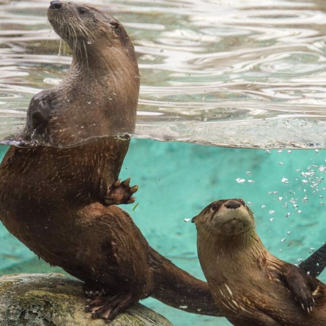 Elmwood Park Zoo - You otter knowNorth American River Otters remain  active in winter, using ice holes to surface and breathe. They can hold  their breath underwater for eight minute and dive