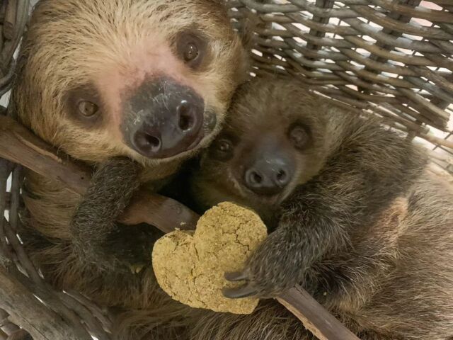 Sending you all the warm fuzzies from our sloth family! 🦥💕 These cuties are getting into the Valentine's Day spirit thanks to Zookeeper Bethany's incredible baking skills. 

#HappyAlmostValentinesDay #SlothSquad