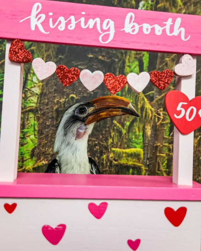 Step right up  ❤️💋 The only smooches sweeter than candy hearts come from our loveable ambassador animal friends! 

Happy Valentine's Day from the Zoo!
.
.
.
#valentinesday #loveisintheair #cuteanimals #valentine #animallove #rwpzoo