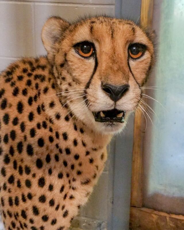 Your RWPZoo family is heartbroken to share the passing of Becca, one of our cherished cheetahs. She passed peacefully surrounded by the devoted staff who cared for and adored her.

Beautiful. Graceful. Powerful. Becca embodied all these traits and more. She was known as the sweetest of the sassy cheetah sisters and brought joy to her caregivers and countless guests.

Becca battled with gastritis, a common ailment among cheetahs, which poses challenges for animal care and veterinary teams. Despite intensive efforts including dietary changes, medications, and specialized medical interventions, her condition continued to worsen. During a recent examination, it became evident that further medical treatment would not be feasible, leading to the difficult decision to humanely euthanize her.

Born in 2013, Becca was just over ten years old. She arrived at our Zoo in 2015 with her siblings, quickly capturing the hearts of staff and guests alike. She leaves behind her sisters, Abbey and Janga, who will receive continued care and support.

If you have remembrances of Becca that you would like to share, please tag us in your photos and share your thoughts here so that our Zoo family may see your kind words and remembrances. ❤