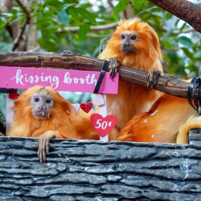 Warning: Excessive cuteness ahead! ❤ These golden lion tamarins are spreading the love and raising awareness for their endangered species with their adorable kissing booth. 

Fun Fact: In tamarin society, a male and female will bond for life and take equal part in raising their young.
.
.
.
#valentineday #valentine #beminevalentine #goldenliontamarin #endangeredspecies #cuteanimals #conservation #funfact #rwpzoo
